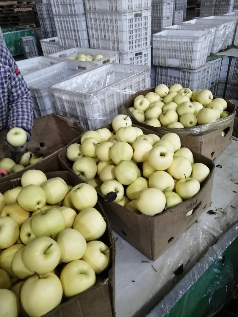 辽宁黄元帅苹果大量开始成熟上市