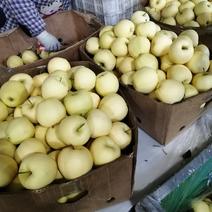 辽宁黄元帅苹果大量开始成熟上市