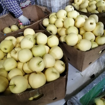 辽宁黄元帅苹果大量开始成熟上市