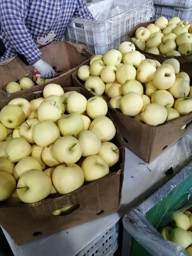 辽宁黄元帅苹果大量开始成熟上市