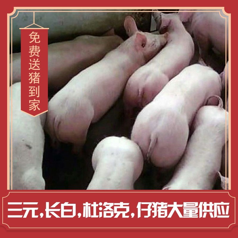 三元仔猪视频挑选包成活包送货防疫严格品种齐全