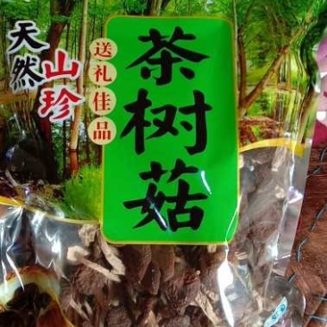茶树菇