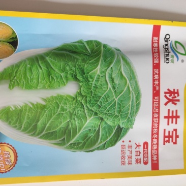 秋丰宝白菜种子抗病丰产可延迟收获的秋冬晚熟品种