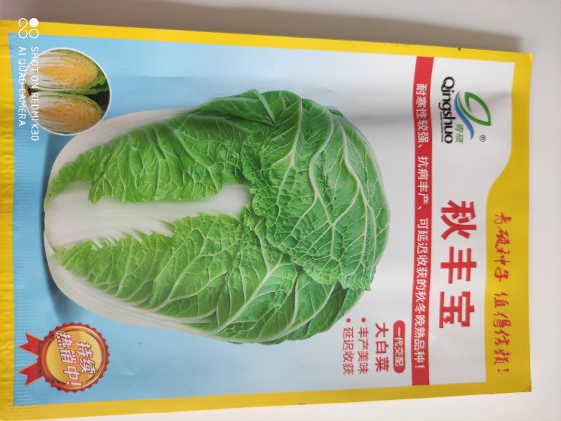 秋丰宝白菜种子抗病丰产可延迟收获的秋冬晚熟品种