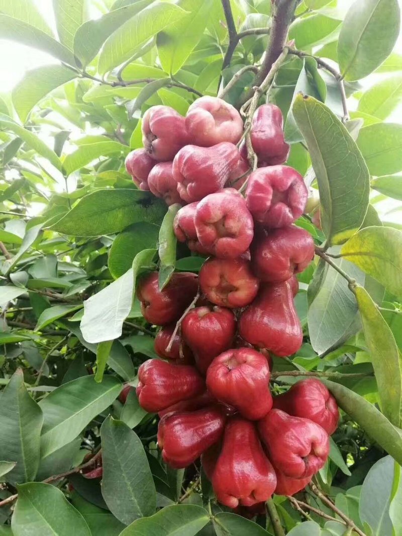 黑金刚莲雾苗大叶红莲雾苗盆栽庭院种植果树带泥球发货