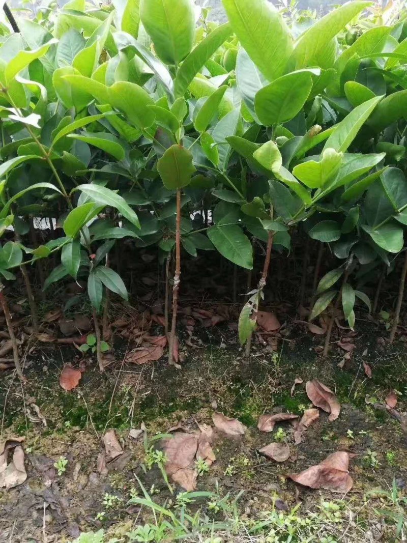 黑金刚莲雾苗大叶红莲雾苗盆栽庭院种植果树带泥球发货
