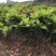 黑金刚莲雾苗大叶红莲雾苗盆栽庭院种植果树带泥球发货