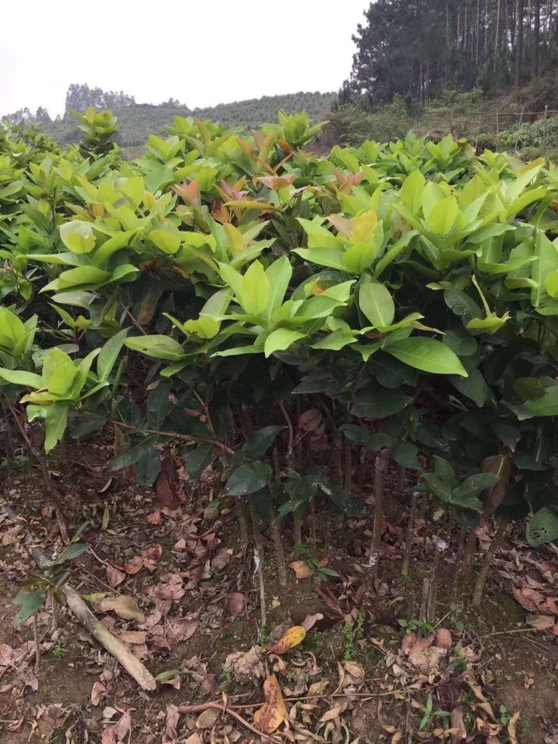黑金刚莲雾苗大叶红莲雾苗盆栽庭院种植果树带泥球发货