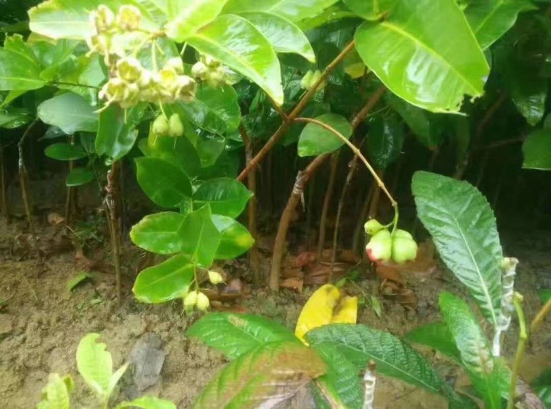 黑金刚莲雾苗大叶红莲雾苗带土球发货包邮