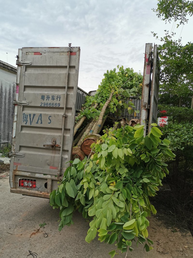 出售洋蹄甲袋苗地苗基地直供需要的老板联系