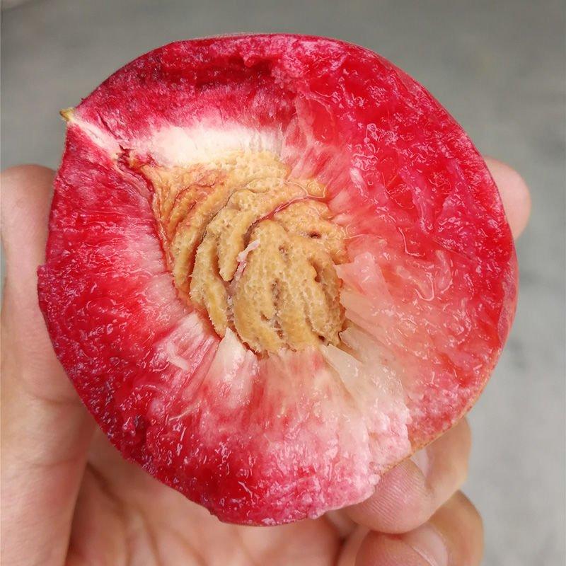 新鲜老树血桃朱砂红现摘红肉桃子当季时令孕妇水果3斤5斤整
