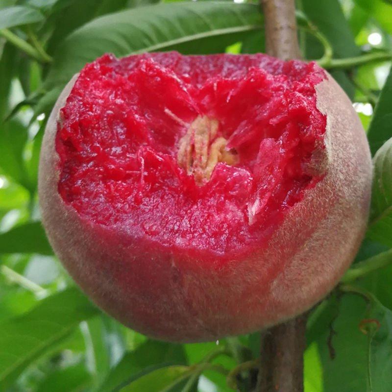 新鲜老树血桃朱砂红现摘红肉桃子当季时令孕妇水果3斤5斤整