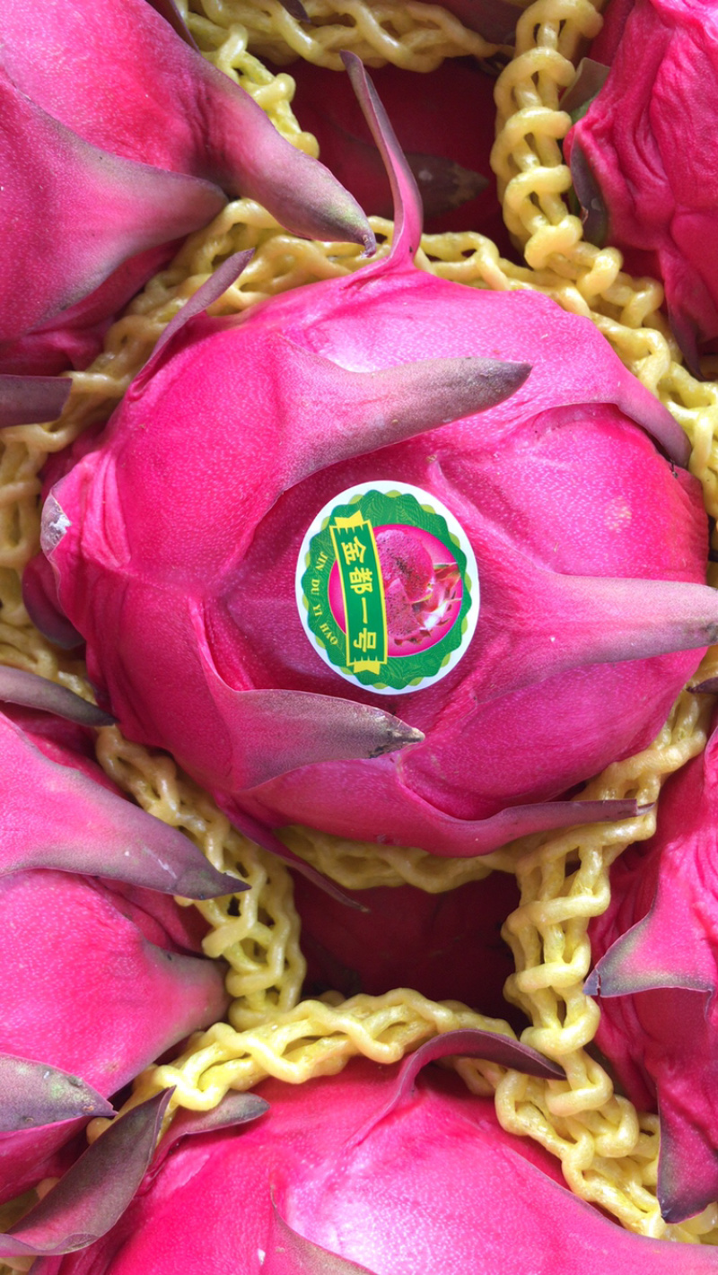 大量红肉火龙果