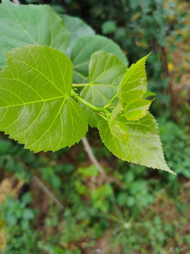 欧洲小叶椴，椴树，小叶椴绿塔，基地直供，质量保证