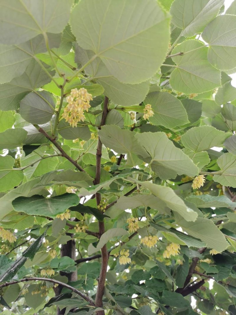 欧洲小叶椴，椴树，小叶椴绿塔，基地直供，质量保证