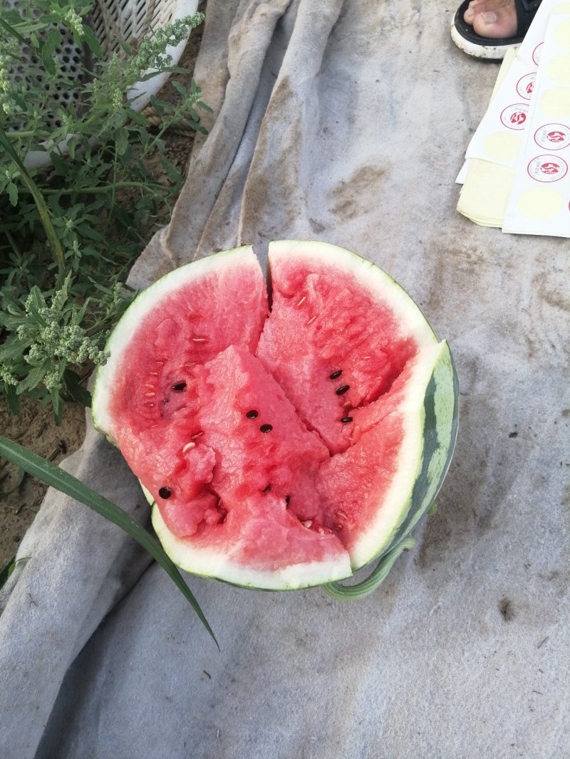 无籽麒麟美都西瓜个大瓜甜糖分13以上大红颤皮薄脆甜质量保障