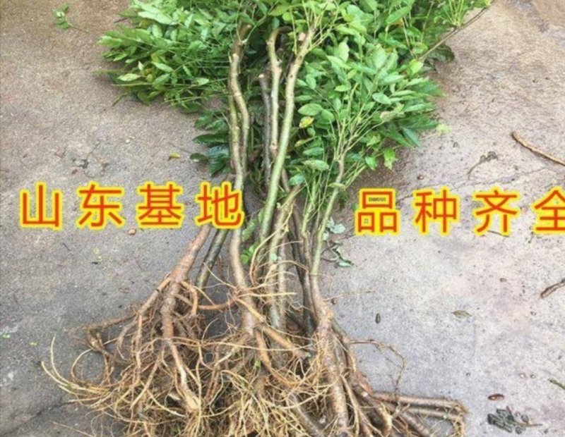 紫藤花树苗爬藤植物阳台庭院围墙四季开花盆栽绿植花卉攀援紫
