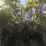 紫藤花树苗爬藤植物阳台庭院围墙四季开花盆栽绿植花卉攀援紫