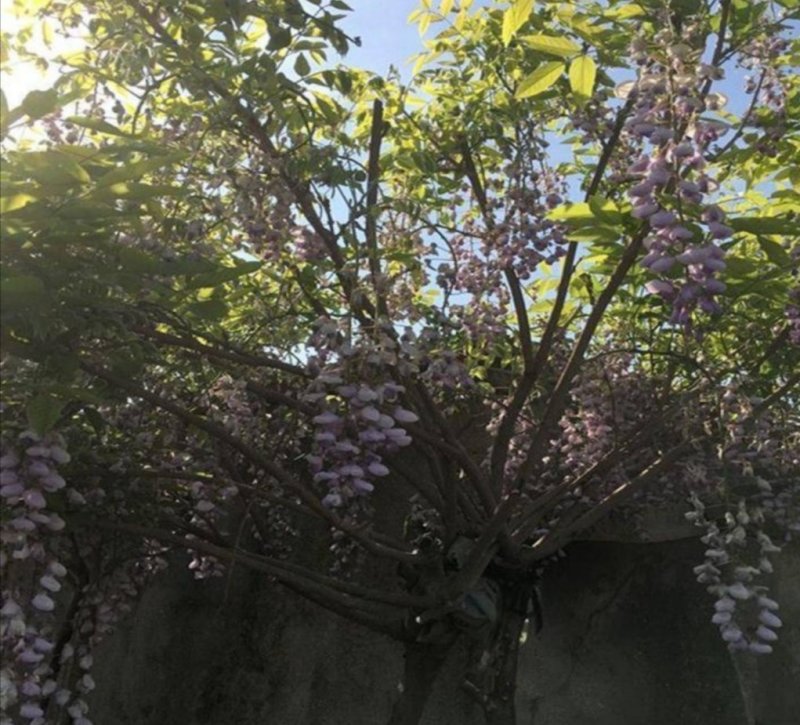 紫藤花树苗爬藤植物阳台庭院围墙四季开花盆栽绿植花卉攀援紫