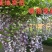 紫藤花树苗爬藤植物阳台庭院围墙四季开花盆栽绿植花卉攀援紫