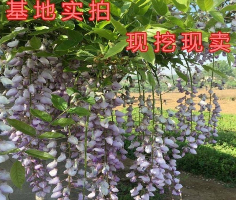 紫藤花树苗爬藤植物阳台庭院围墙四季开花盆栽绿植花卉攀援紫