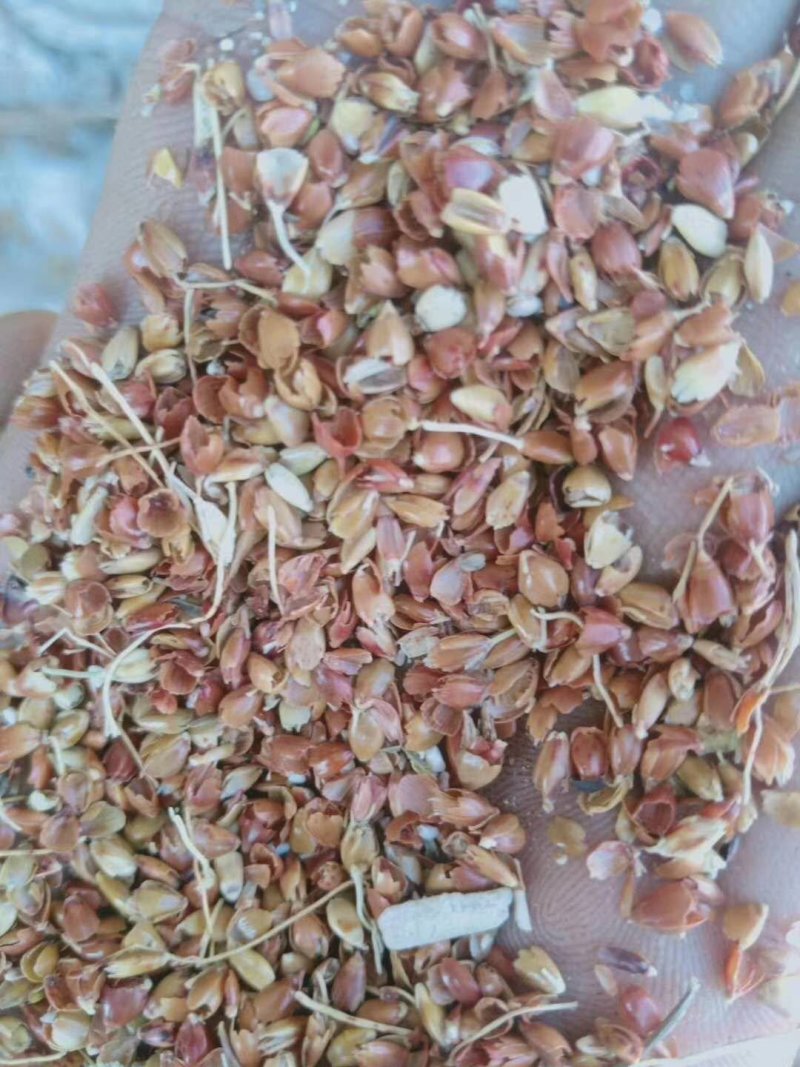 厂家批发高粱糠现货供应货源充足牛羊好饲料精选优质