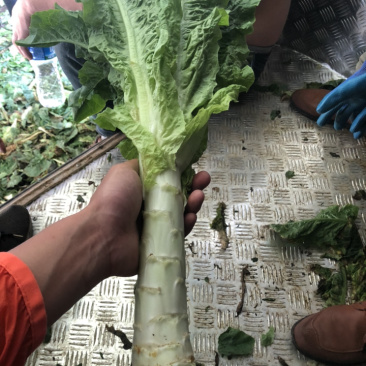 莴笋大量低价供货、基地直销、一手货源、全国发货