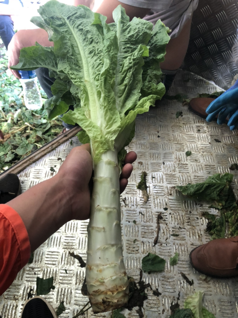 莴笋大量低价供货、基地直销、一手货源、全国发货