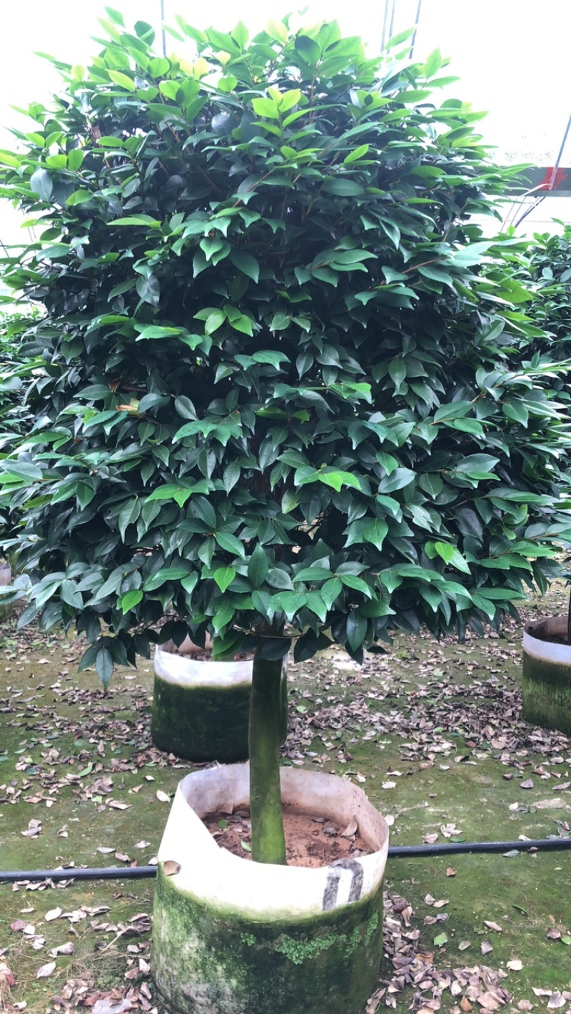 茶花香妃烈香茶花高1.8-2米，冠幅1.2-1.5