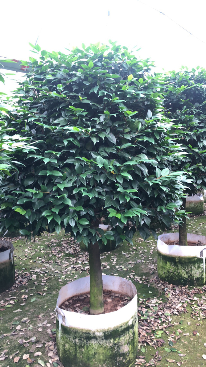 茶花香妃烈香茶花高1.8-2米，冠幅1.2-1.5