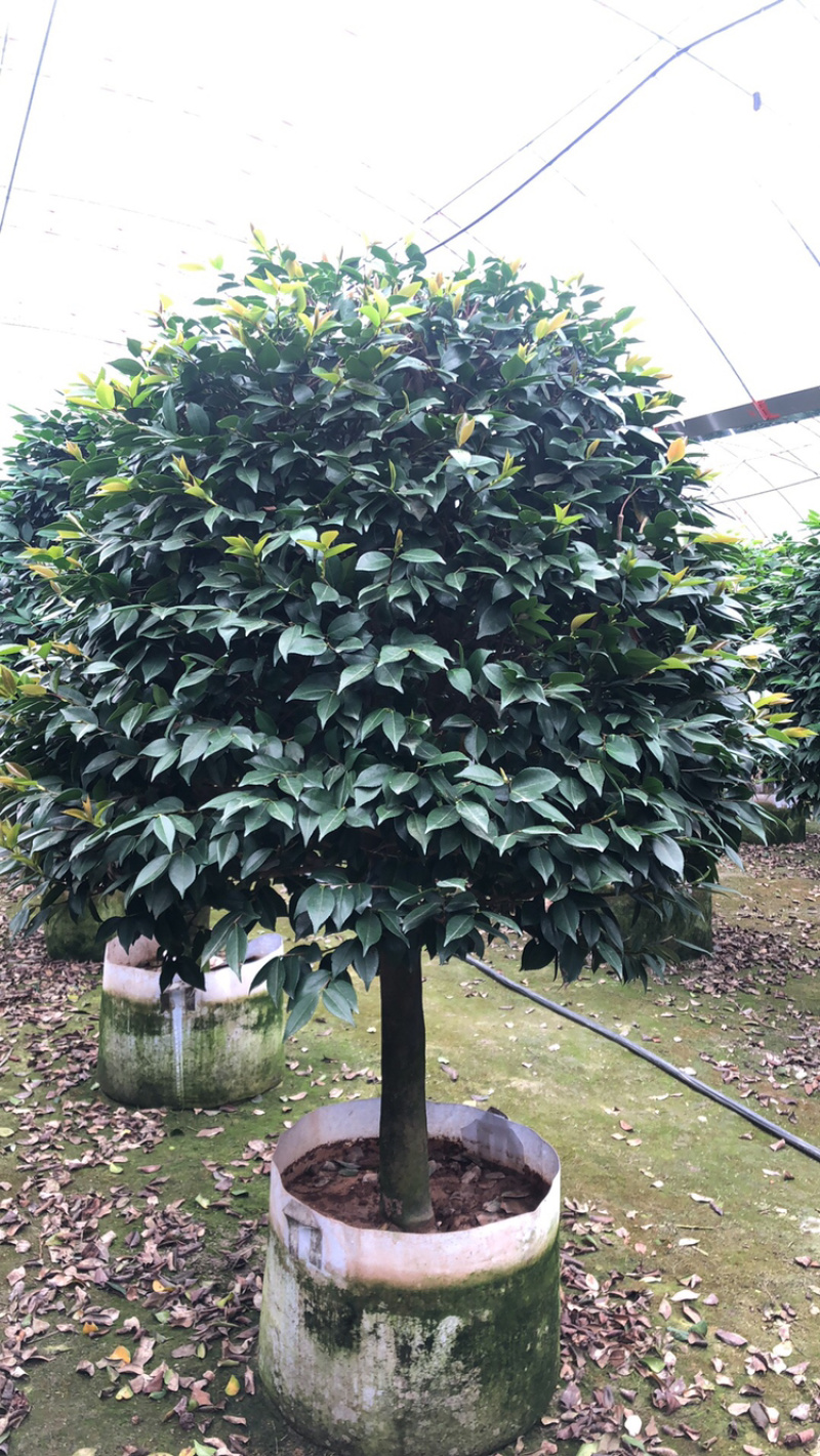 茶花香妃烈香茶花高1.8-2米，冠幅1.2-1.5