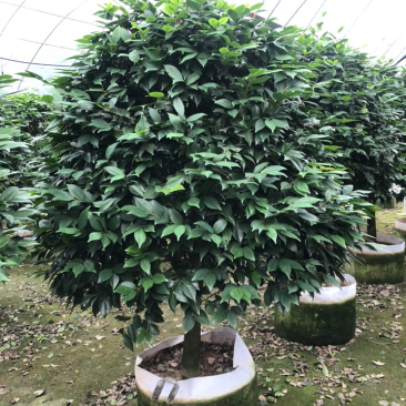 茶花香妃烈香茶花高1.8-2米，冠幅1.2-1.5