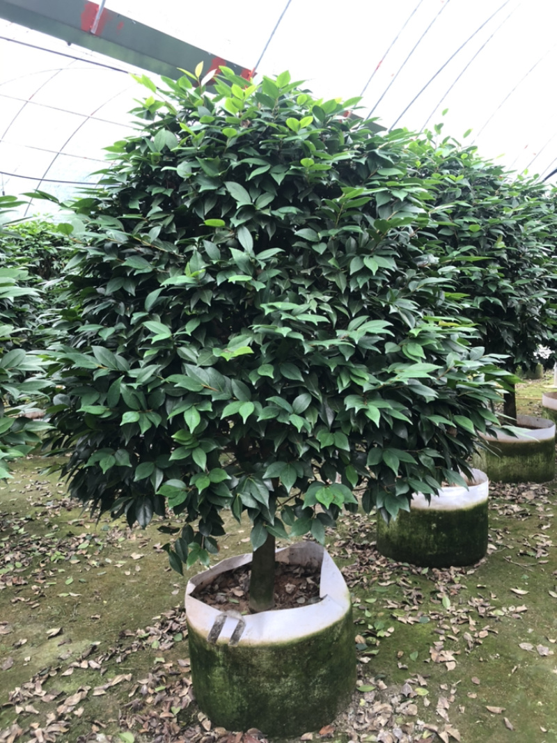 茶花香妃烈香茶花高1.8-2米，冠幅1.2-1.5