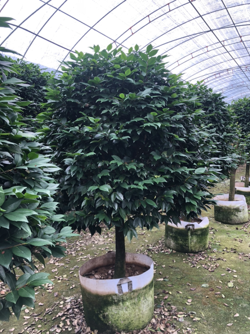 茶花香妃烈香茶花高1.8-2米，冠幅1.2-1.5