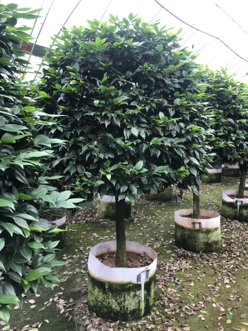 茶花香妃烈香茶花高1.8-2米，冠幅1.2-1.5