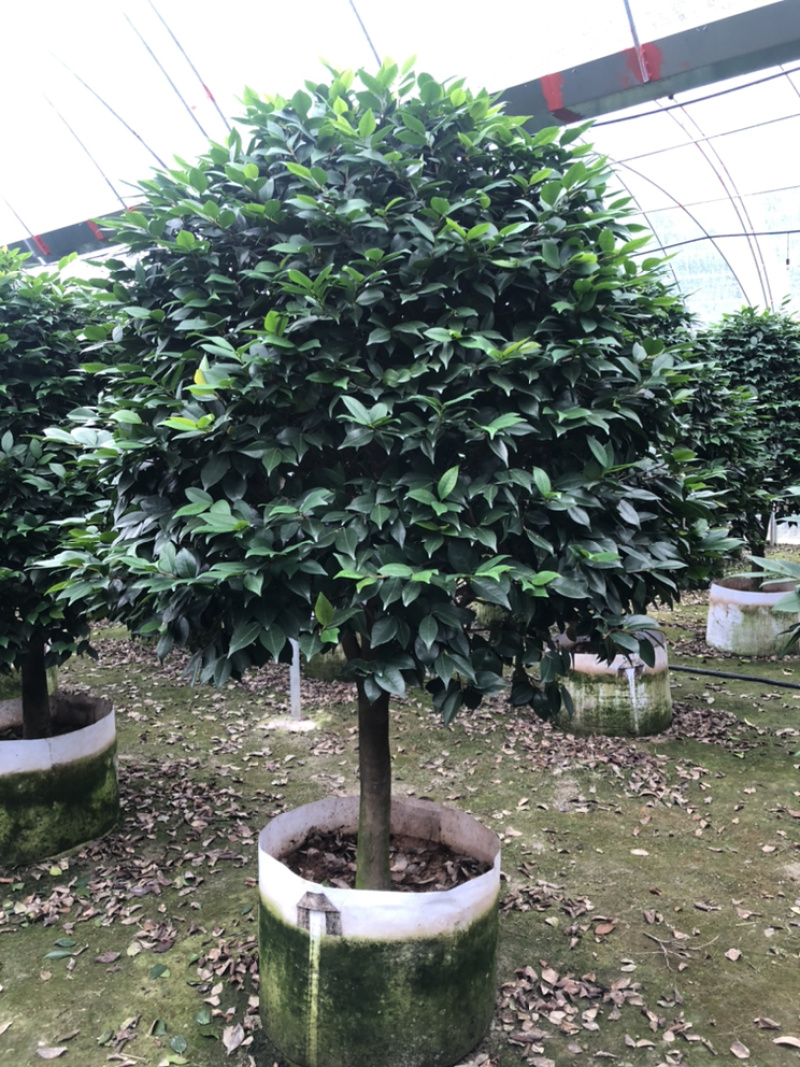 茶花香妃烈香茶花高1.8-2米，冠幅1.2-1.5