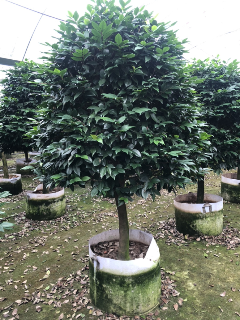 茶花香妃烈香茶花高1.8-2米，冠幅1.2-1.5