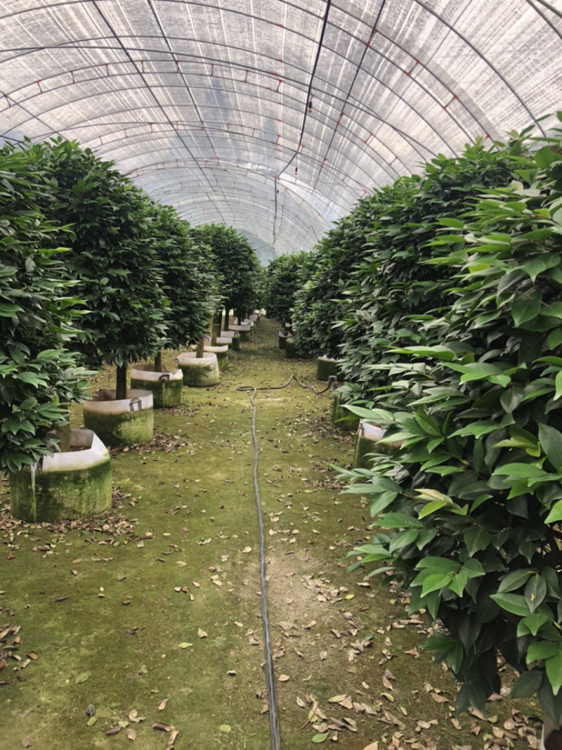 茶花香妃烈香茶花高1.8-2米，冠幅1.2-1.5