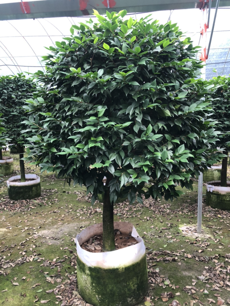茶花香妃烈香茶花高1.8-2米，冠幅1.2-1.5