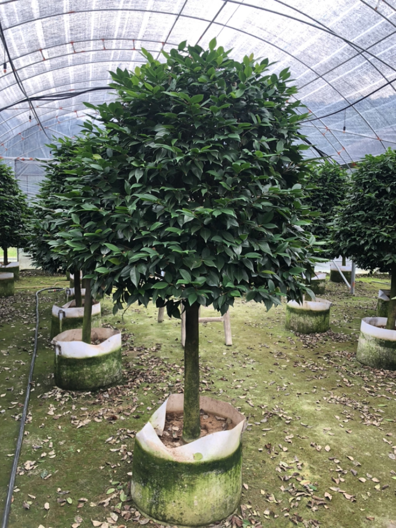 茶花香妃烈香茶花高1.8-2米，冠幅1.2-1.5