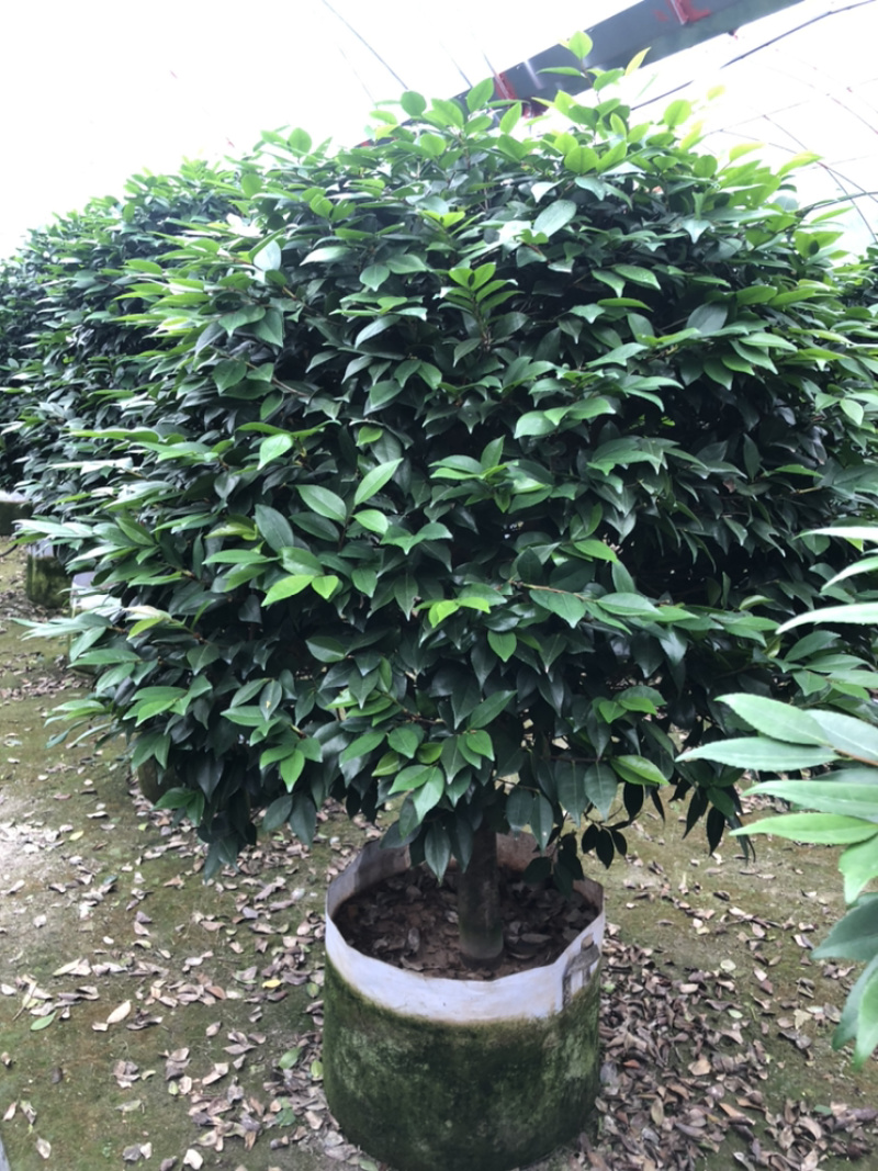 茶花香妃烈香茶花高1.8-2米，冠幅1.2-1.5