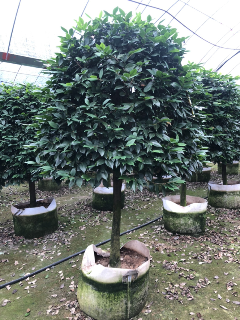 茶花香妃烈香茶花高1.8-2米，冠幅1.2-1.5