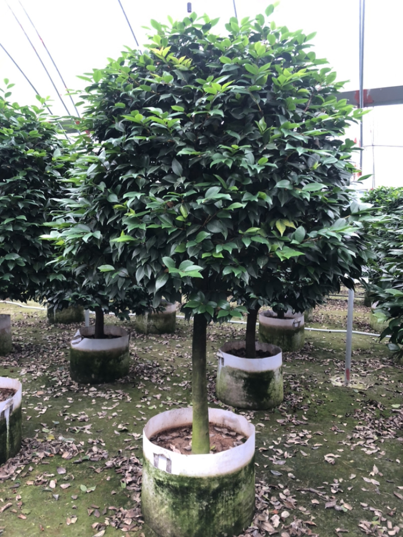茶花香妃烈香茶花高1.8-2米，冠幅1.2-1.5