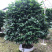 茶花香妃烈香茶花高1.8-2米，冠幅1.2-1.5