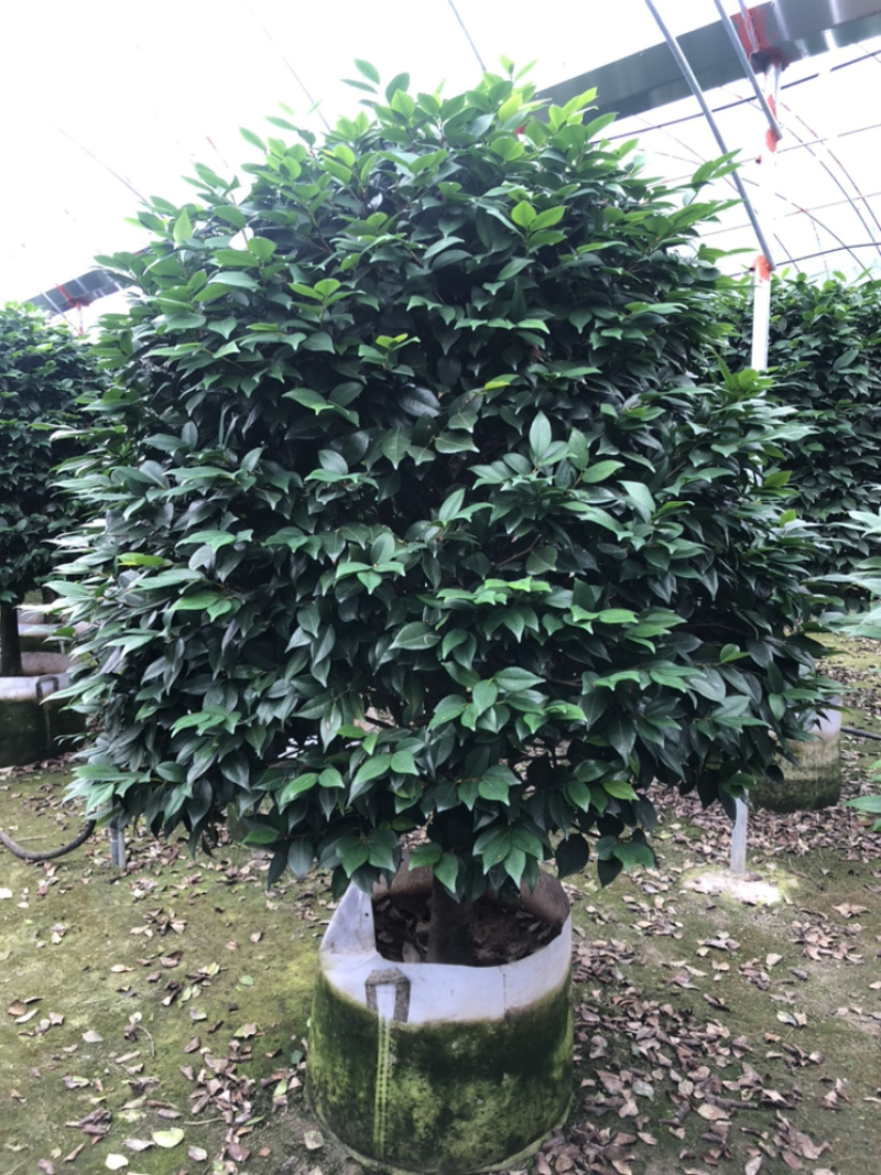茶花香妃烈香茶花高1.8-2米，冠幅1.2-1.5