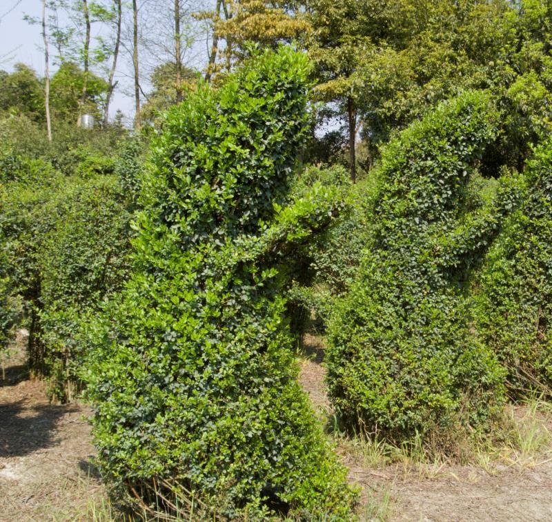 处理十二生肖造型，小叶女贞造型苗圃处理藤田处理