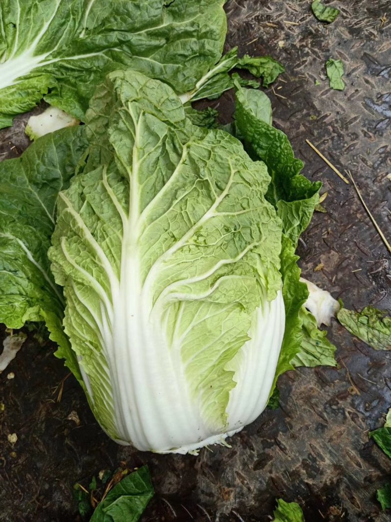 黄心白菜，对接批发商，颜色鲜艳，质量杠杠的，保质保量