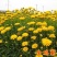 大花金鸡菊种子四季种花海多年生宿根耐热花草种