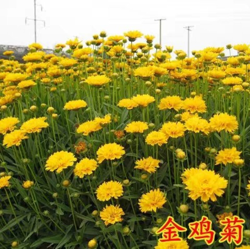 大花金鸡菊种子四季种花海多年生宿根耐热花草种