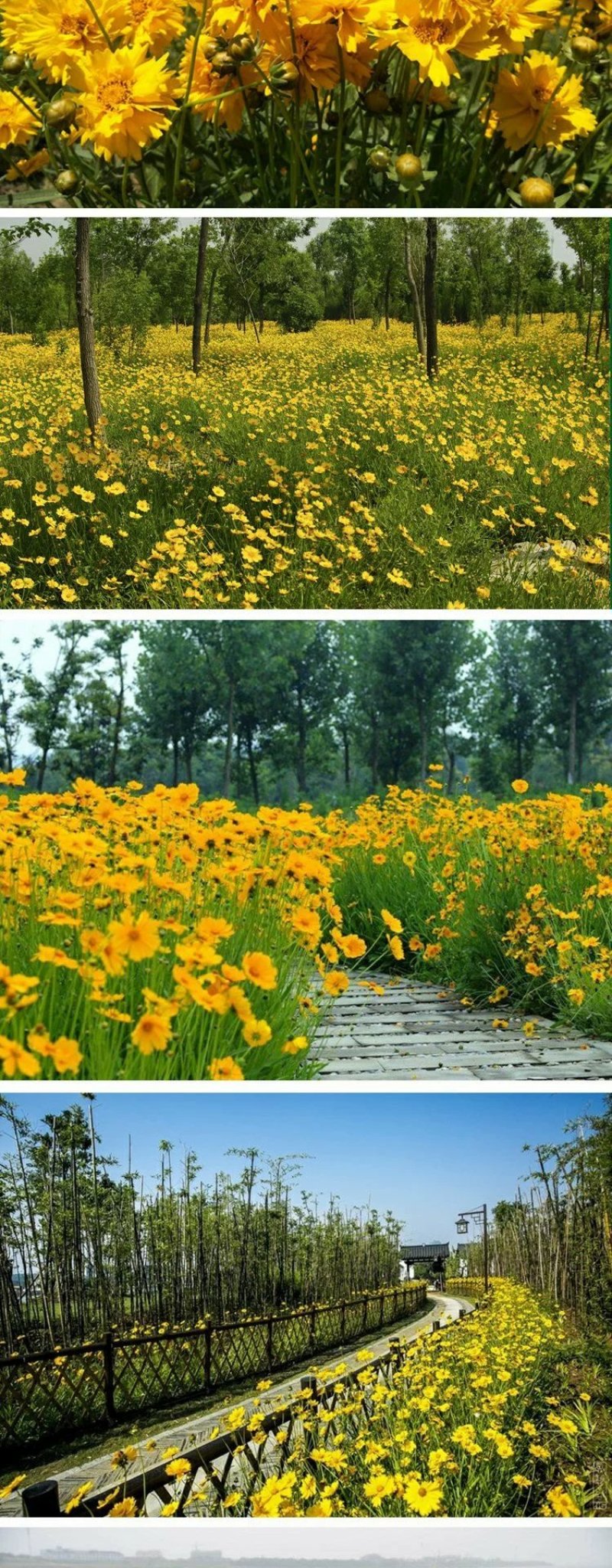 大花金鸡菊种子四季种花海多年生宿根耐热花草种